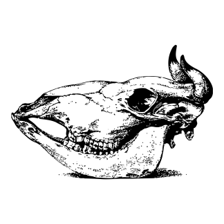 Animal Skulls Design 07 | SVG, DXF & PNG