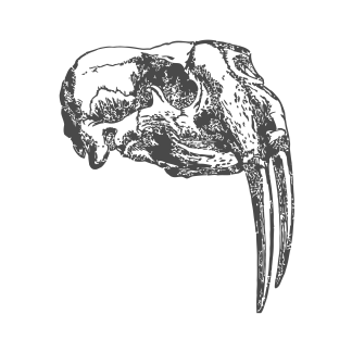 Animal Skulls Design 19 | SVG, DXF & PNG