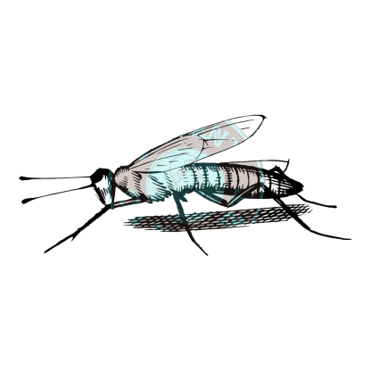 Bugs & Insects Design 02 | PNG