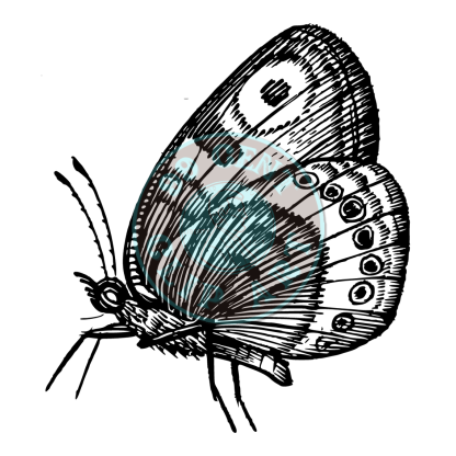 Bugs & Insects Design 03 | PNG