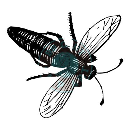 Bugs & Insects Design 04 | PNG