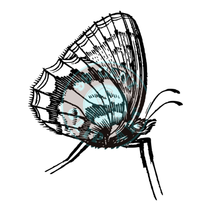 Bugs & Insects Design 05 | PNG