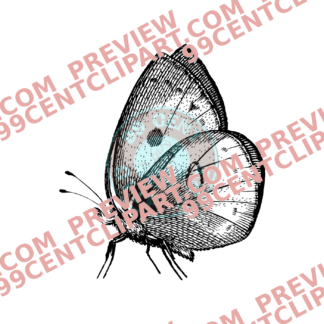 Bugs & Insects Design 06 | PNG