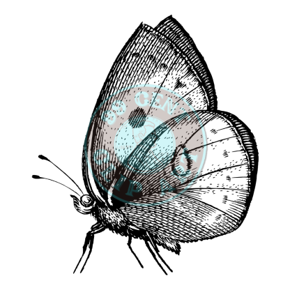 Bugs & Insects Design 06 | PNG