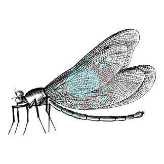 Bugs & Insects Design 08 | PNG