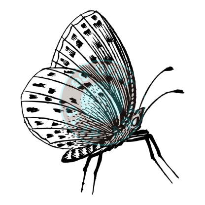 Bugs & Insects Design 10 | PNG