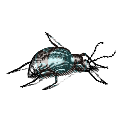 Bugs & Insects Design 12 | PNG