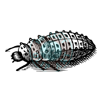 Bugs & Insects Design 13 | PNG