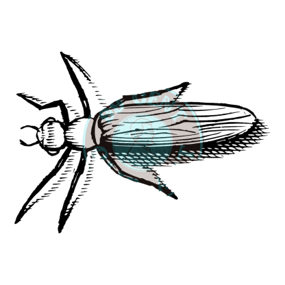 Bugs & Insects Design 14 | PNG