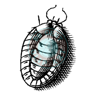 Bugs & Insects Design 17 | PNG