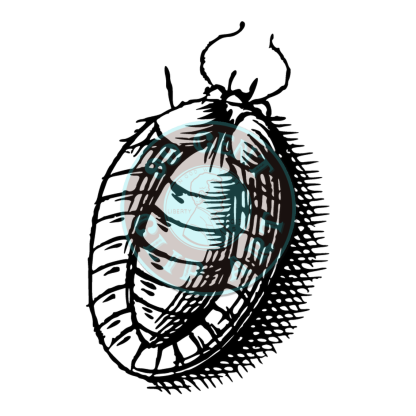 Bugs & Insects Design 17 | PNG