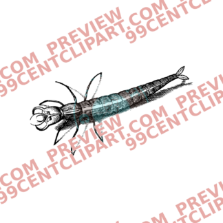 Bugs & Insects Design 18 | PNG