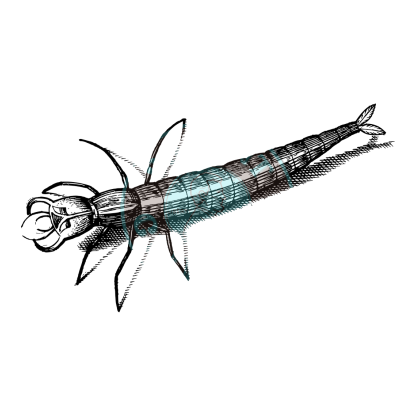 Bugs & Insects Design 18 | PNG