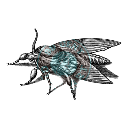 Bugs & Insects Design 19 | PNG