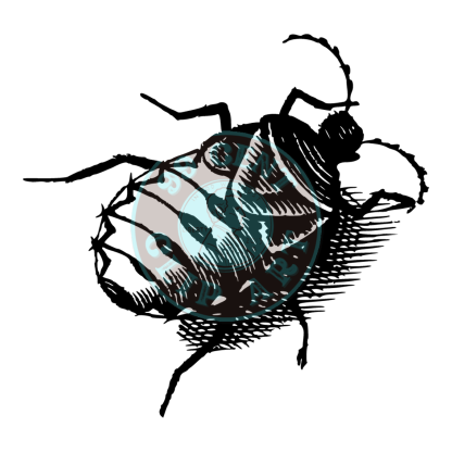 Bugs & Insects Design 20 | PNG