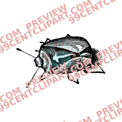 Bugs & Insects Design 22 | PNG